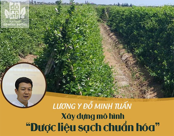 Đỗ Minh Đường có vườn dược liệu sạch an toàn với người sử dụng
