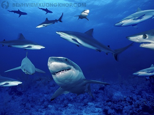 Tìm hiểu sụn vi cá mập loại nào tốt?