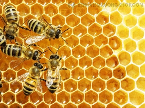Tác dụng của mật ong với chanh có nên ăn nhiều không?