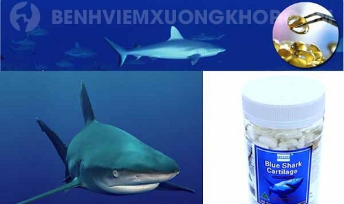 sụn vi cá mập shark cartilage dùng